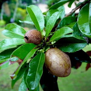 Deux fruits et feuilles sur une branche - Bali  - collection de photos clin d'oeil, catégorie plantes